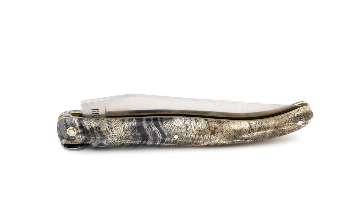 Laguiole en Aubrac Biene LEBENSBAUM schwarze Pappel Wurzel 12 cm