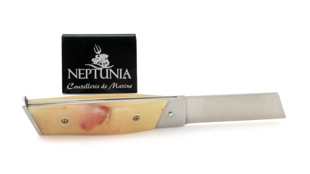 NEPTUNIA DORRY 10 cm Widderkruste